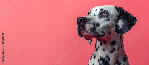 A dog breed dalmatian looking side on soft pink background, copy space concept banner cover wide image