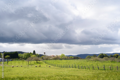 Rebaño de ovejas a lo lejos en pradera verde en día tormentoso