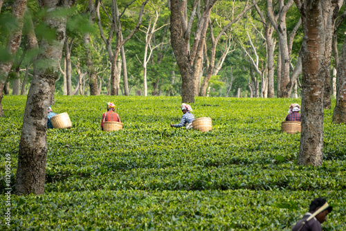 Women Plucking Tea Leaves in a Tea Garden of Assam. Shot in Sony ALPHA ILCE-6400 Exclusive on Adobe Stock