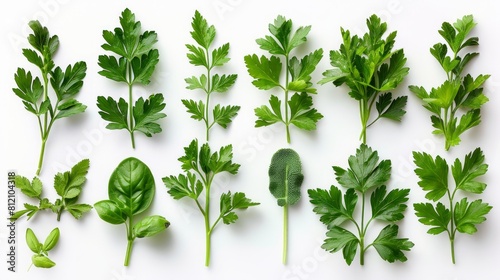 A variety of green leaves and herbs on a white background.