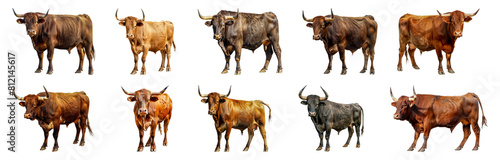 Set of Diversity of bulls in farming: poses, sizes, and colors isolated transparent PNG background