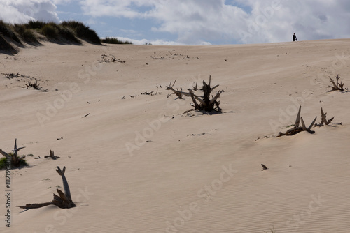 person walking up sand dune on a bright sunny day with blue sky and dead tree stump buried