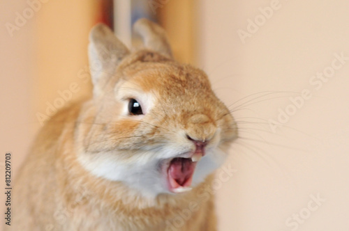 Cute Netherland Dwarf Rabbit with a big yawn!