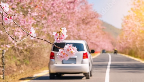 sakura flowers blooming in springtime a bunch of wild himalayan cherry blossom pink flowers on tree twig
