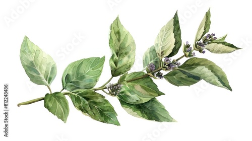 Thai Sweet Basil with Watercolor Style on White Background