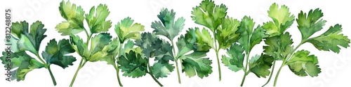Vibrant Thai Cilantro Leaves Isolated on Clean White Background
