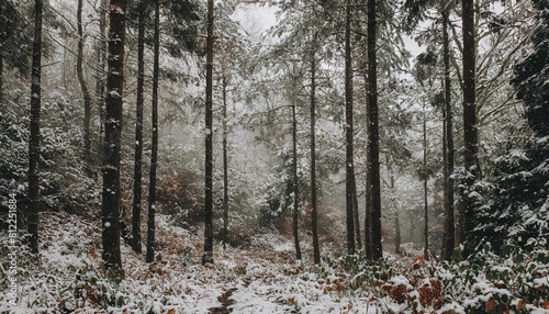 first snow forest view