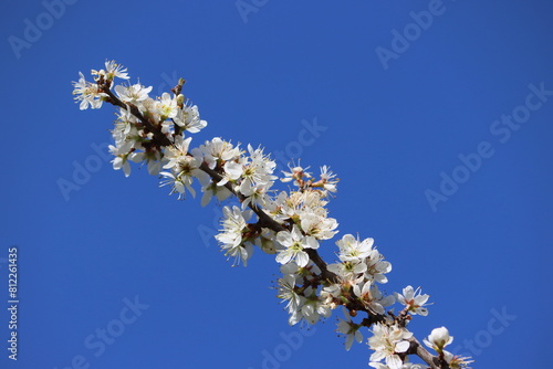 Sweden. Prunus spinosa, called blackthorn or sloe, is a species of flowering plant in the rose family Rosaceae. The species is native to Europe, western Asia, and regionally in northwest Africa. 