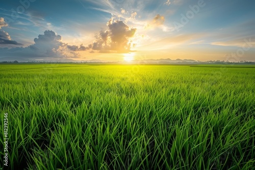 scenery of paddy field with sunset