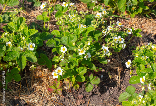 Strawberry flowers in the vegetable garden in spring