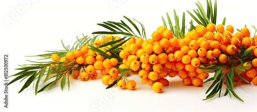 The sea buckthorn is shown in a copy space image on a white background