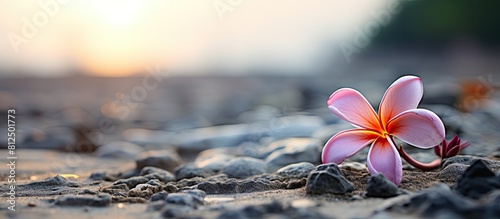 Frangipani flower lying on the ground with copy space image