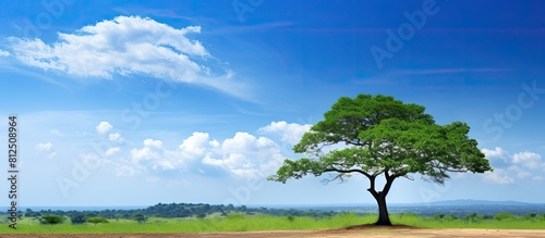 A tamarind tree stands beneath a cloudless blue sky offering a serene backdrop for a copy space image
