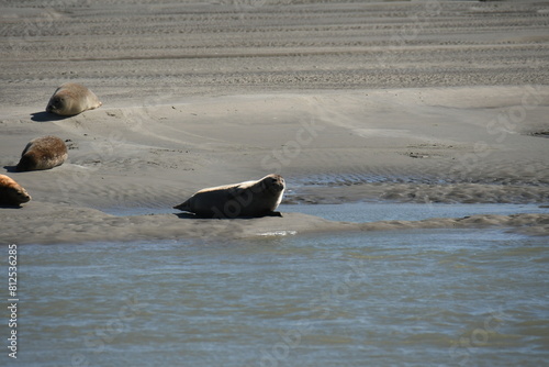 phoques à berck