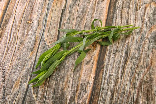 Green tarragon herb spice for cooking