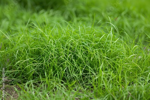 Emergent Annual Bluegrass Clump in Green Field Background. Poa Trivialis in Light Green Color: