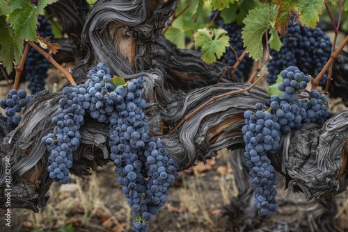 Old Vine Zinfandel Grapes: A Closeup of Red Wine Grapes in a Lodi, California Vineyard