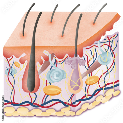 Skin Appendages Integumentary system.