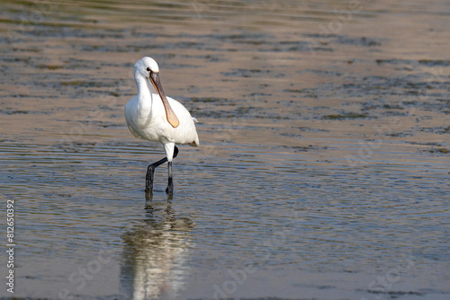 Eurasian spoonbill (Platalea leucorodia), or common spoonbill, close up in the middle east.