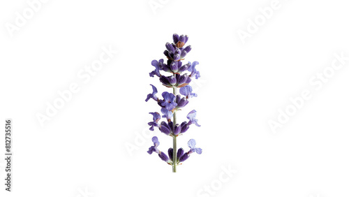 A beautiful purple flower on a black background.