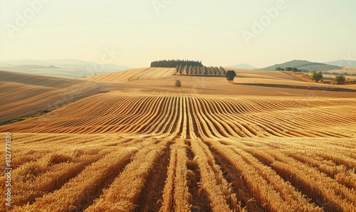 a peaceful rural landscape with fields of golden wheat or grain stretching out as far as the eye can see. The rows of crops have been neatly harvested