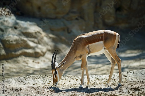 African Impala (Aepyceros melampus)