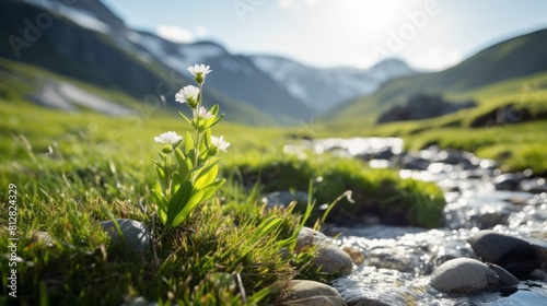 A small flower in the grass by a stream with a mountain in the background 