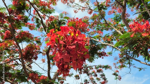 Close up of flamboyant blooming in sunny day at Mekong Delta Vietnam known as Royal poinciana or Mohur tree.