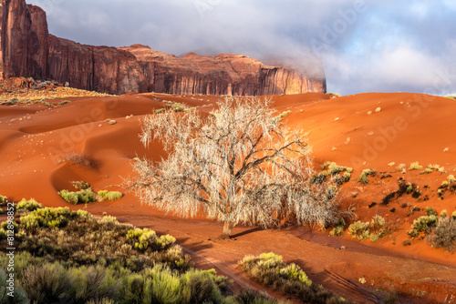 Dramatic image of a cottonwood tree growing in the midst of orange dirt and sand in Monument Valley.
