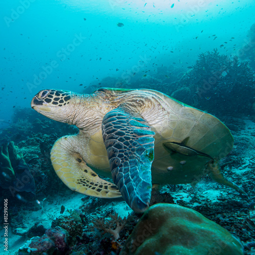 La gran tortuga marina pasa lenta