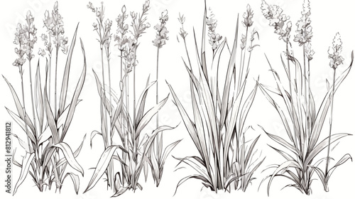 Lemongrass plant black and white illustration in sk