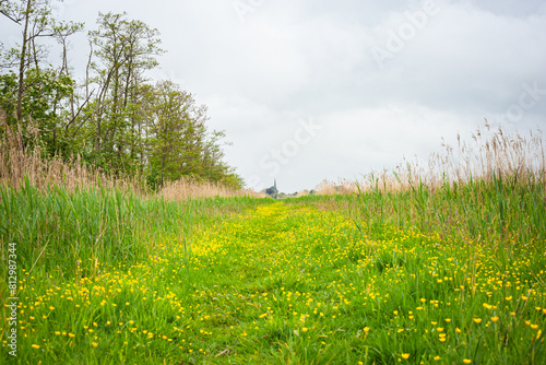Footpath in Dutch polder landscape is overgrown with yellow buttercups