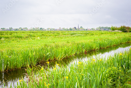 Beautiful view of the grassy Dutch polder landscape with yellow flowering iris (Iris pseudacorus) at water's edge