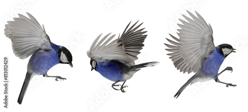 flight of three blue tits isolated on white