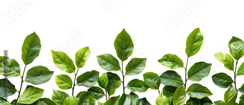 Green leaves of plant isolated