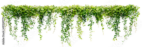 Green succulent leaves hanging vines ivy bush climbing epiphytic plant (Dischidia sp.) after rain in tropical rainforest garden isolated on white background, nature backdrop with clipping path.