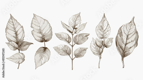 Melissa leaf botanical vector illustration hand-dra