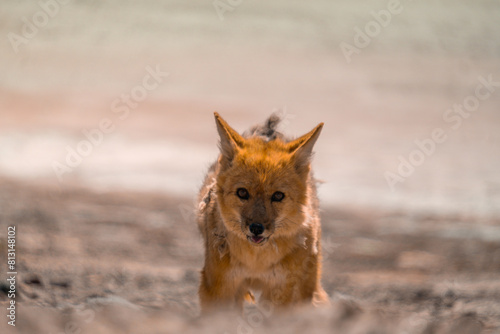 Desert fox near salar de Uyuni in Bolivia, moulting and shedding skin