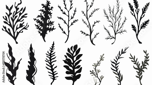 Seaweed kelp or spirulina in monochrome sketch styl