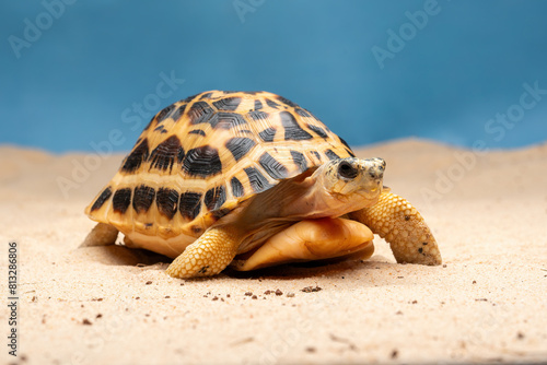 The Spider Tortoise (Pyxis arachnoides) is endemic to Madagascar.