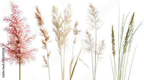 Set of ornamental grass flowers including pampas, fountain grass, and feather reed grass, isolated on transparent background
