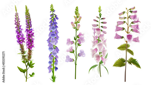 Set of traditional English garden flowers including lavender, foxglove, and lupine, isolated on trnsparent background