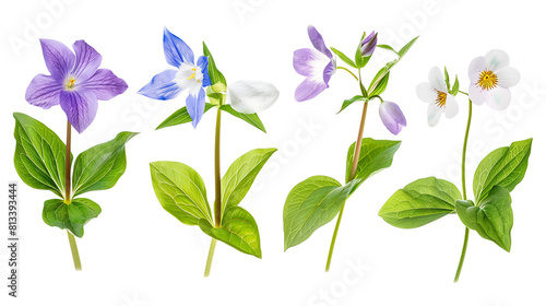 Set of forest floor blooms including trillium, bluebell, and violet, isolated on transparent background