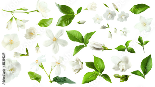 Set of jasmine elements including jasmine flowers, buds, petals, and leave