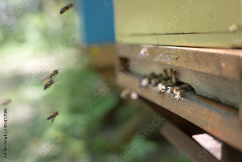 Pracujące pszczoły w ulu.
