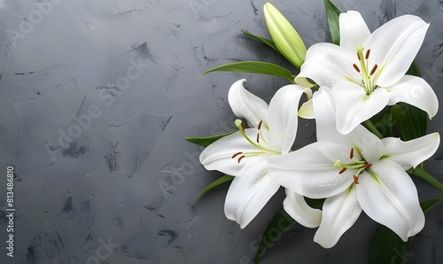 branch of white lilies flowers, mourning or funeral background, condolence card with copy space for text
