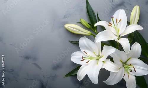 branch of white lilies flowers, mourning or funeral background, condolence card with copy space for text