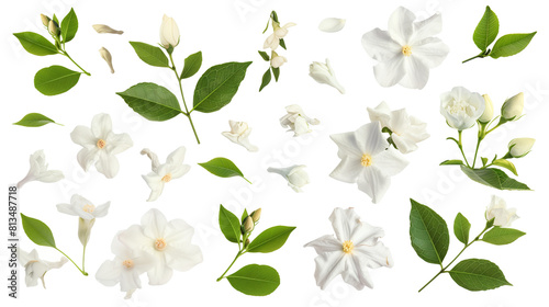 Set of jasmine elements including jasmine flowers, buds, petals, and leave