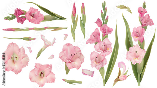 Set of gladiolus elements including gladiolus flowers, buds, petals, and leaves