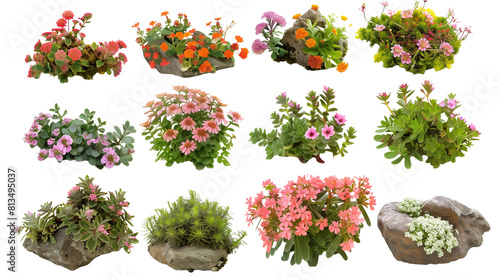 Set of alpine blooms ideal for rock gardens including saxifrage, sedum, and thyme